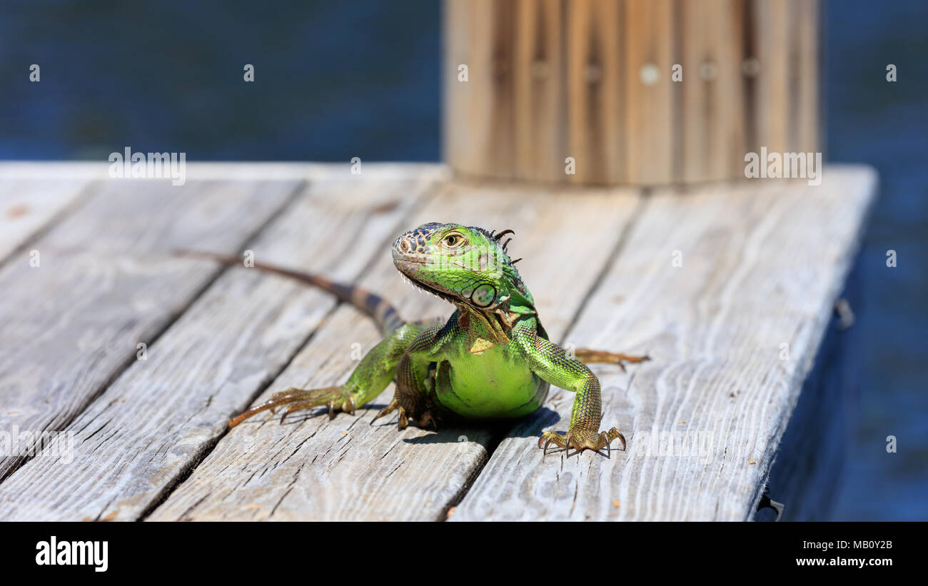 Green iguana sitting on the pier and watchs you, water in the background, Sanibel Island, Florida, USA Stock Photo
