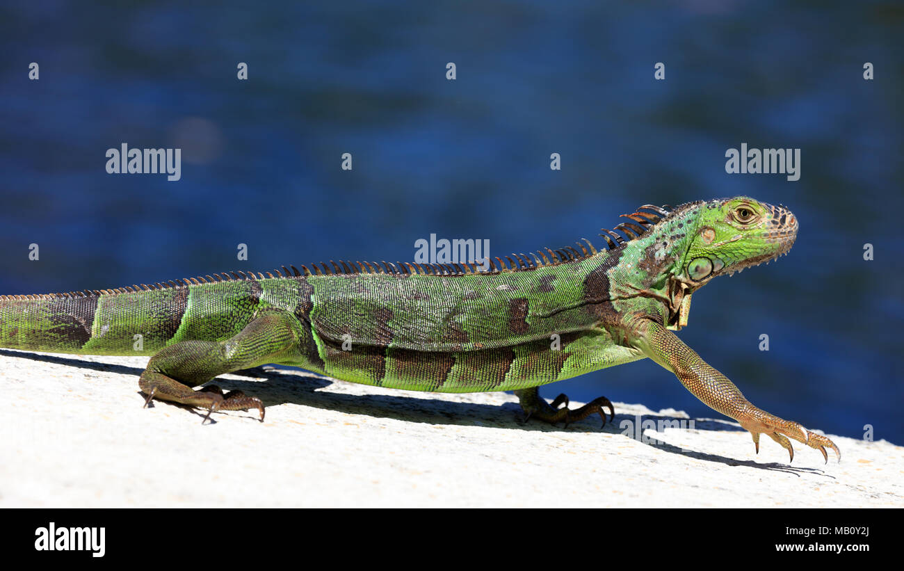 Green iguana on a top of the wall, portrait, water in the background, Sanibel Island, Florida, USA Stock Photo