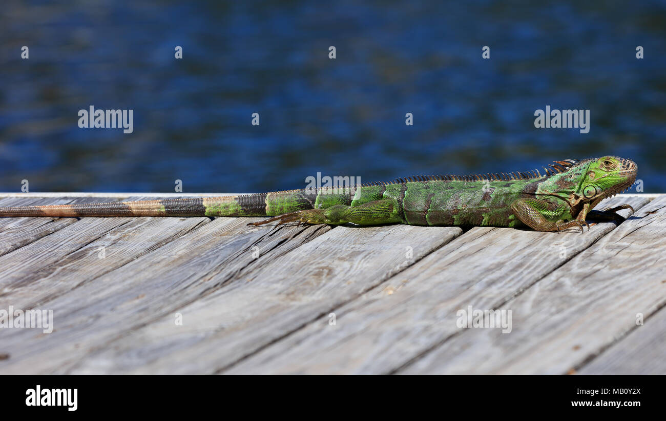 Green iguana resting on the pier, water in the background, Sanibel Island, Florida, USA Stock Photo