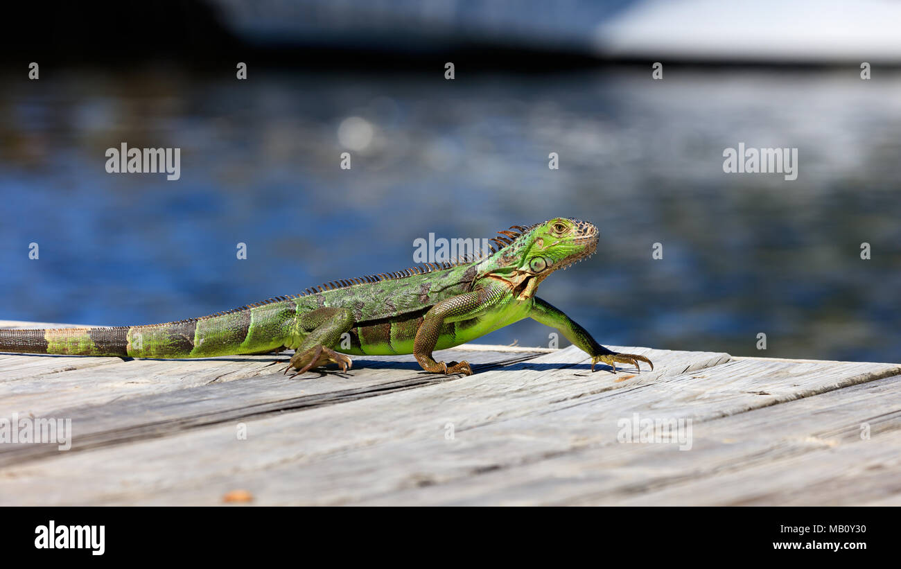 Green iguana running over the pier, water in the background, Sanibel Island, Florida, USA Stock Photo