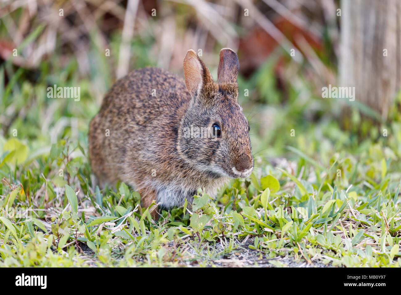 Marsh rabbit half from the site on the grass, Florida, USA Stock Photo