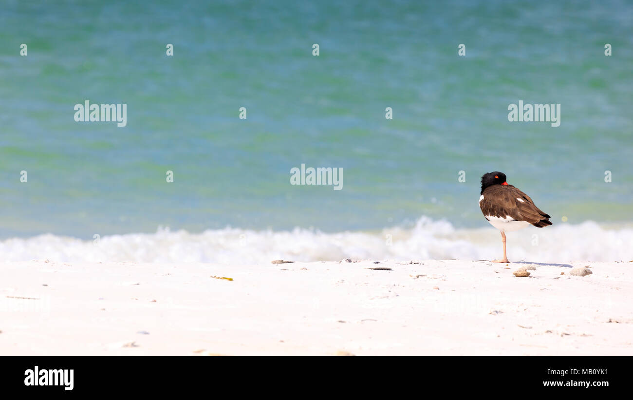 Oystercatchers, Haematopus palliatus, dozing on the beach of Sanibel Island, Florida, USA Stock Photo