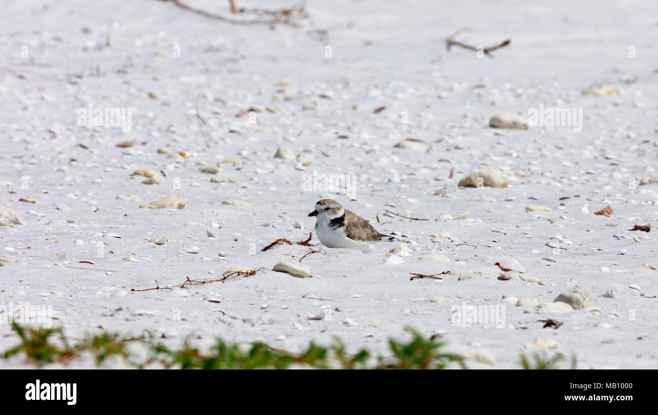 Snowy plover (Charadrius nivosus) dozing in the sun on the beach of Sanibel Island, Florida, USA Stock Photo