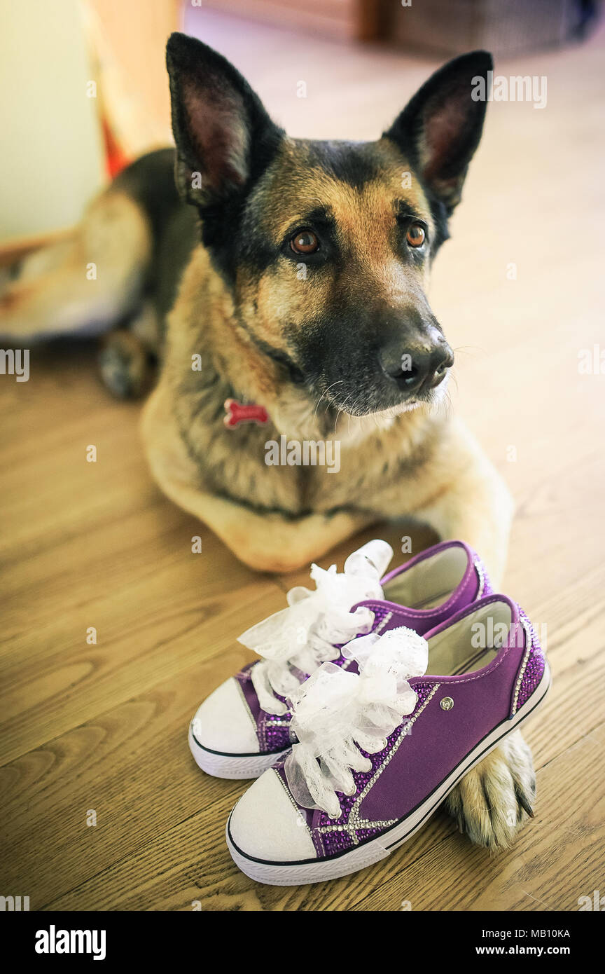 Purple converse hi-res stock photography and images - Alamy