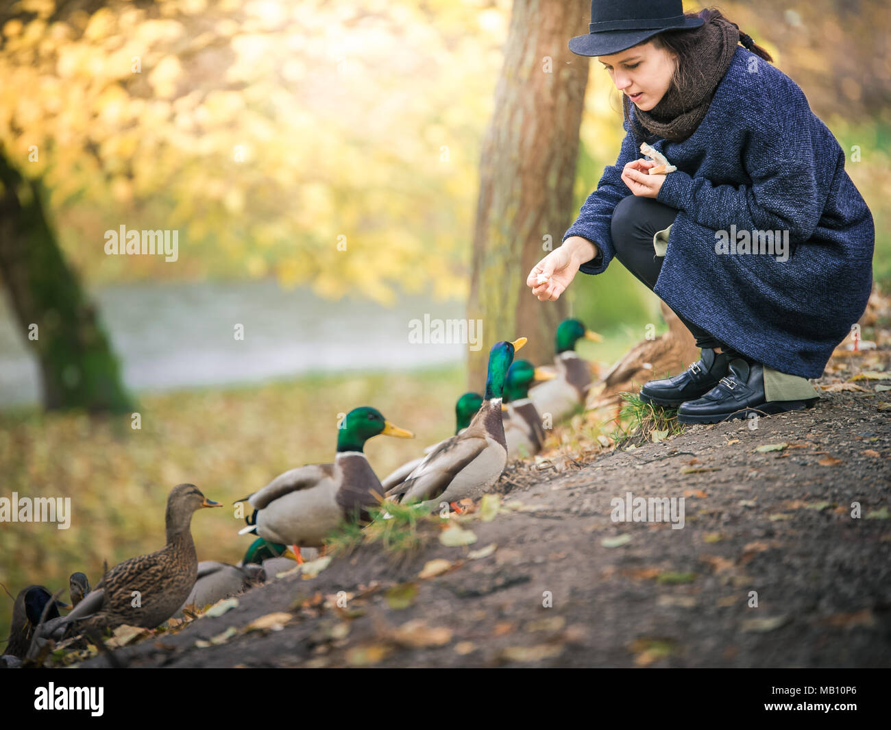 https://c8.alamy.com/comp/MB10P6/woman-with-hat-feeding-wild-ducks-MB10P6.jpg