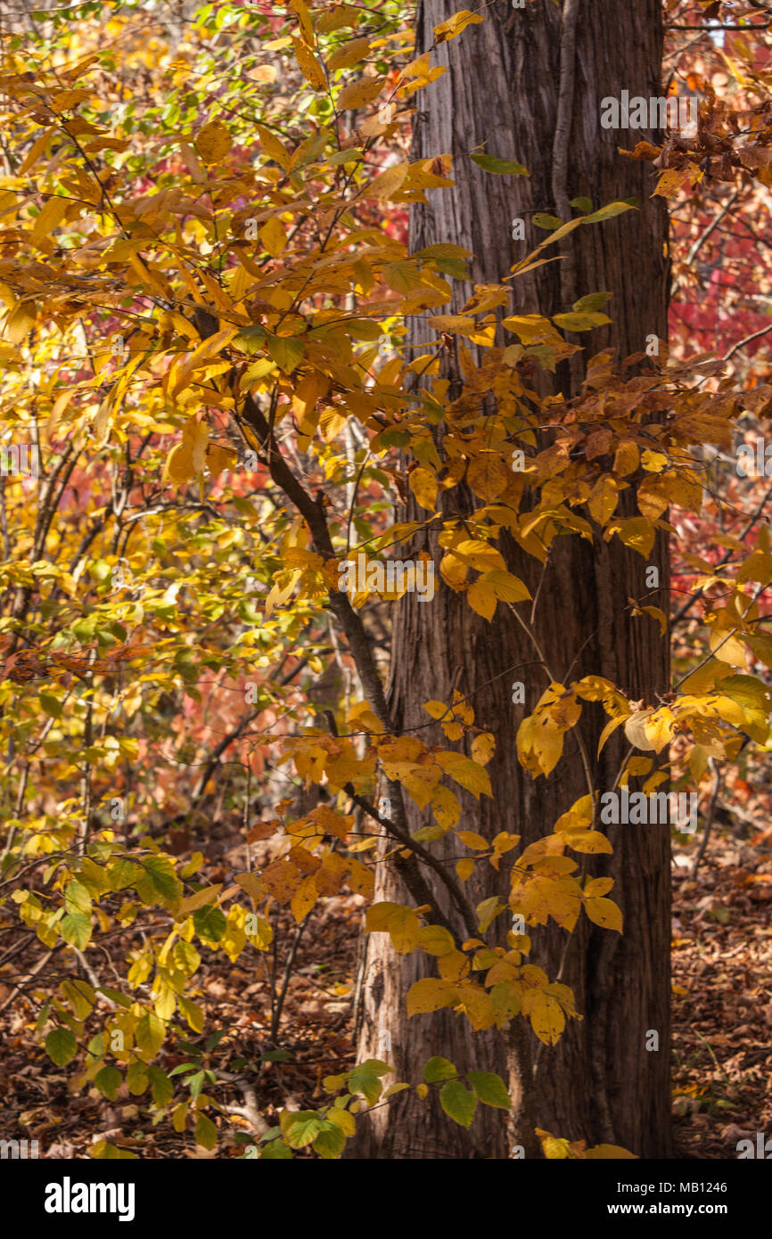 Hickory leaves hires stock photography and images Alamy