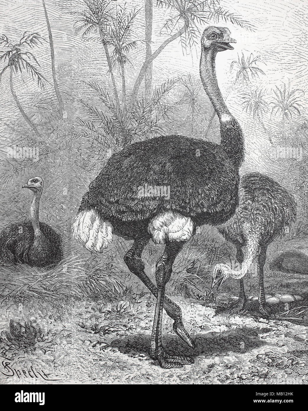 Afrikanischer Strauß, Struthio camelus, ostrich, digital improved reproduction of an original print from the year 1895 Stock Photo