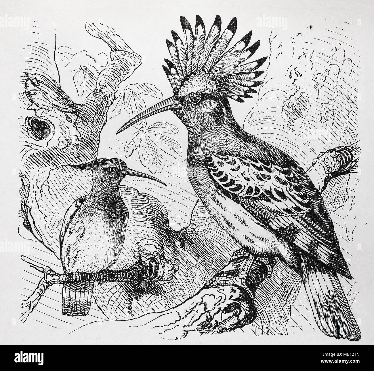 europäischer Wiedehopf, Upupa epops, Eurasian hoopoe, digital improved reproduction of an original print from the year 1895 Stock Photo
