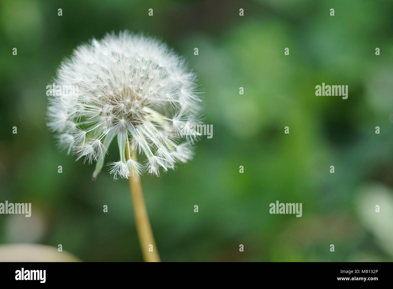 Dendelion flower isolated with blured green background Stock Photo - Alamy