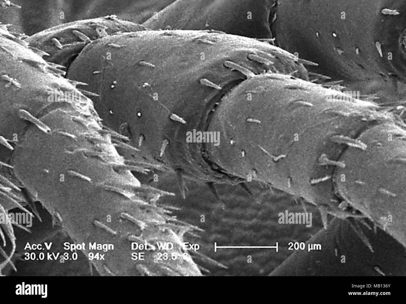 Trunk region leg segments of an unidentified millipede found in Decatur, Georgia, revealed in the 94x magnified scanning electron microscopic (SEM) image, 2005. Image courtesy Centers for Disease Control (CDC) / Janice Haney Carr. () Stock Photo