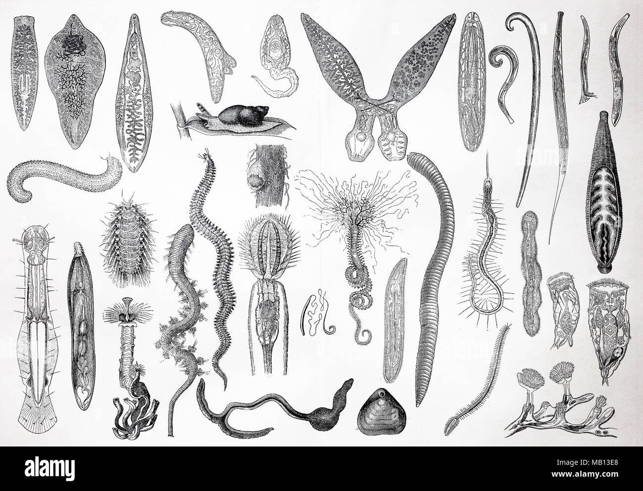 Многоклеточные организмы возникли в эру. Примитивные беспозвоночные. Многоклеточные существа. Многоклеточные беспозвоночные животные. Самые древние многоклеточные животные.