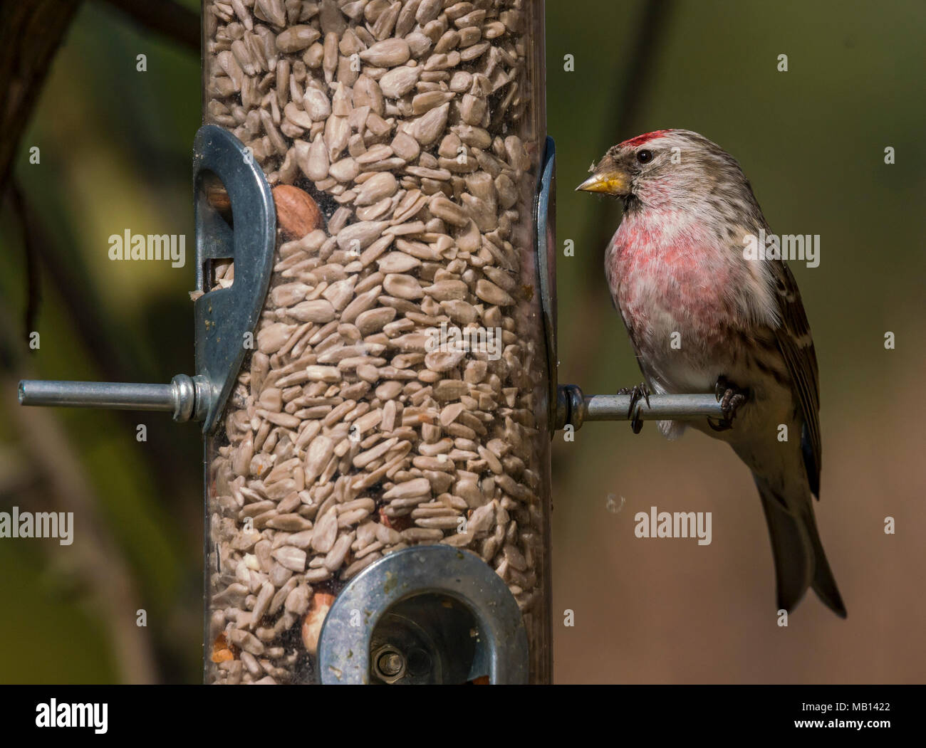 Redpoll on a bird feeder Stock Photo - Alamy