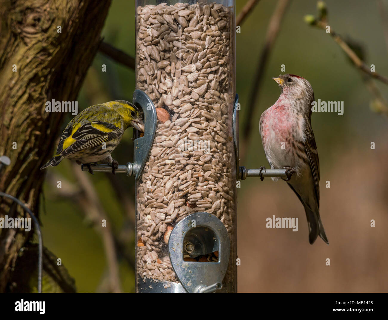 Redpoll and Siskin on a bird feeder Stock Photo