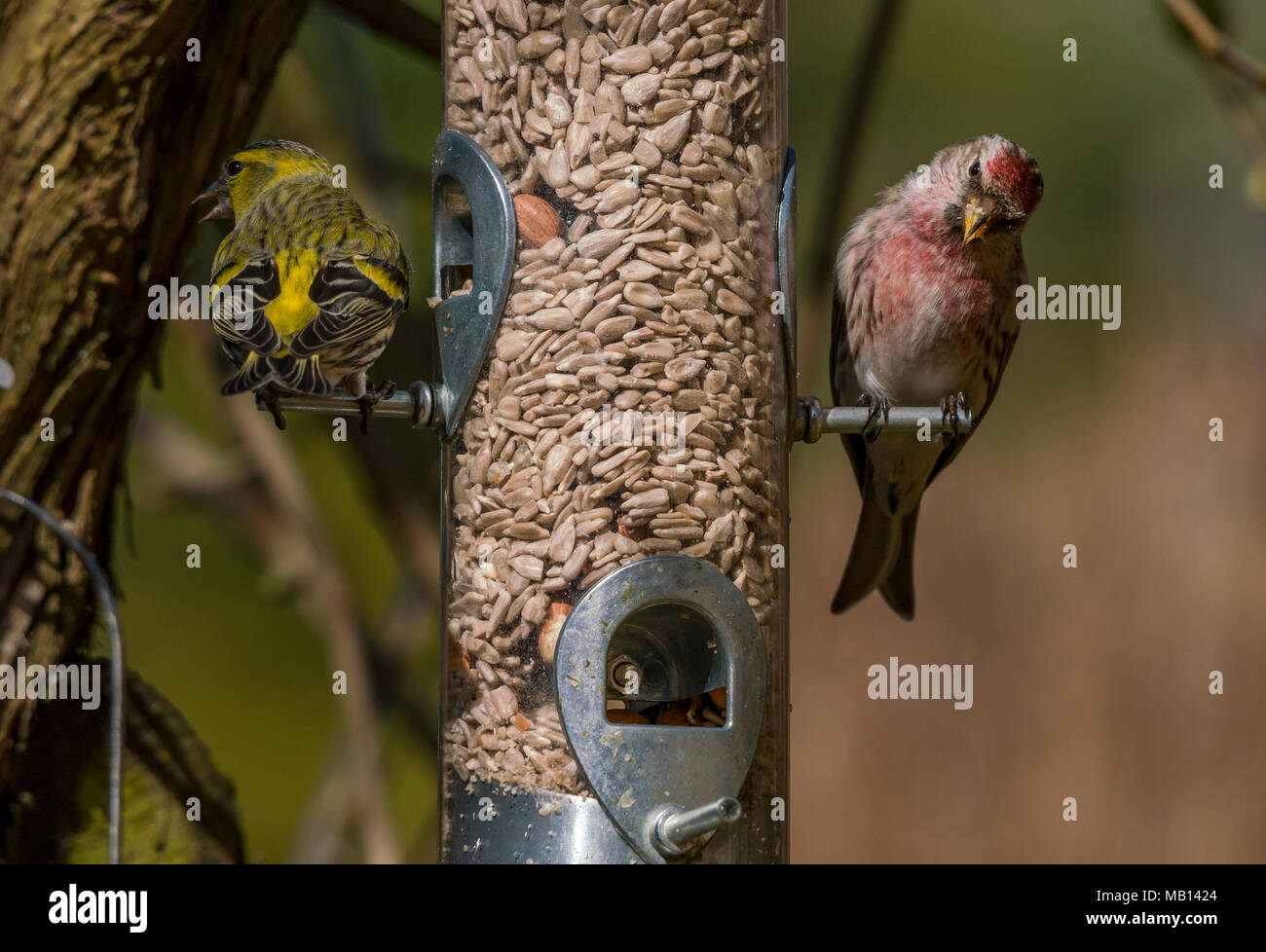 Redpoll And Siskin On A Bird Feeder Stock Photo 178890044 Alamy