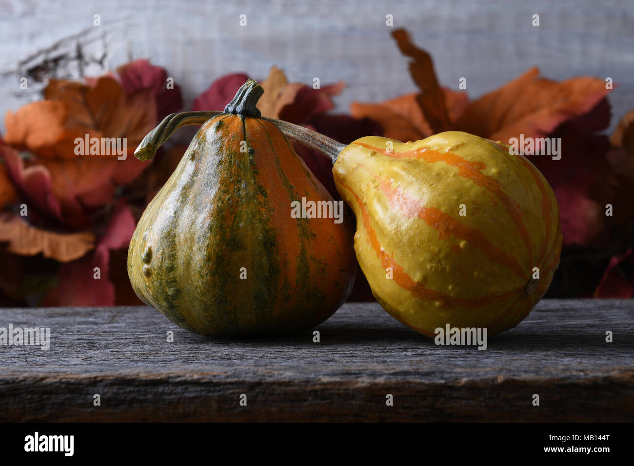 Autumn Still Life with two gourds and Fall leaves. Stock Photo