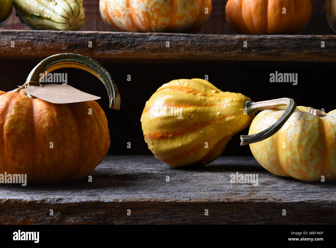 Closeup of a farm stand with Autumn vegetables including gourds, pumpkins and squash. Stock Photo
