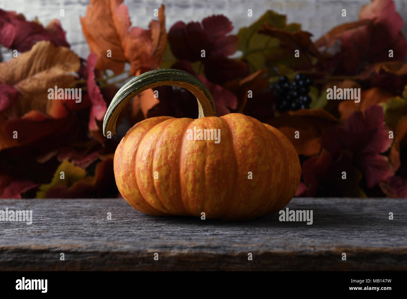 Autumn Pumpkin still life with Fall leaves Stock Photo