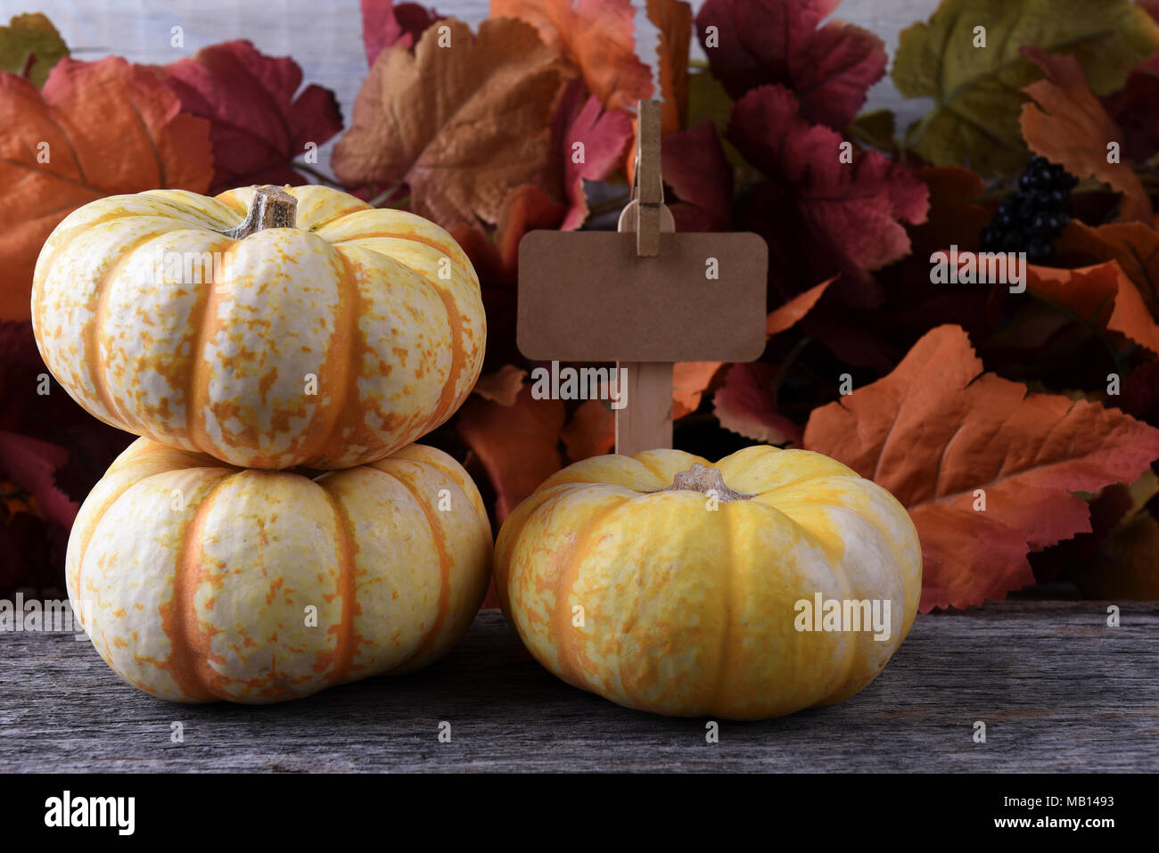 Autumn Farm Stand with three white pumpkins blank price sign and Autumn Leves Stock Photo
