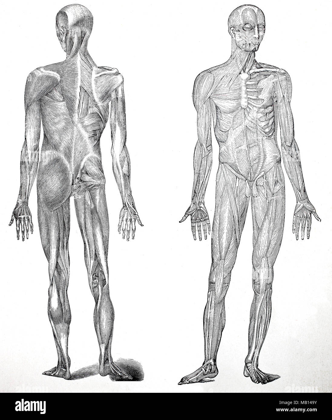 Die Muskeln des Menschen, 1895, the muscles of man, 1895, digital improved reproduction of an original print from the year 1895 Stock Photo