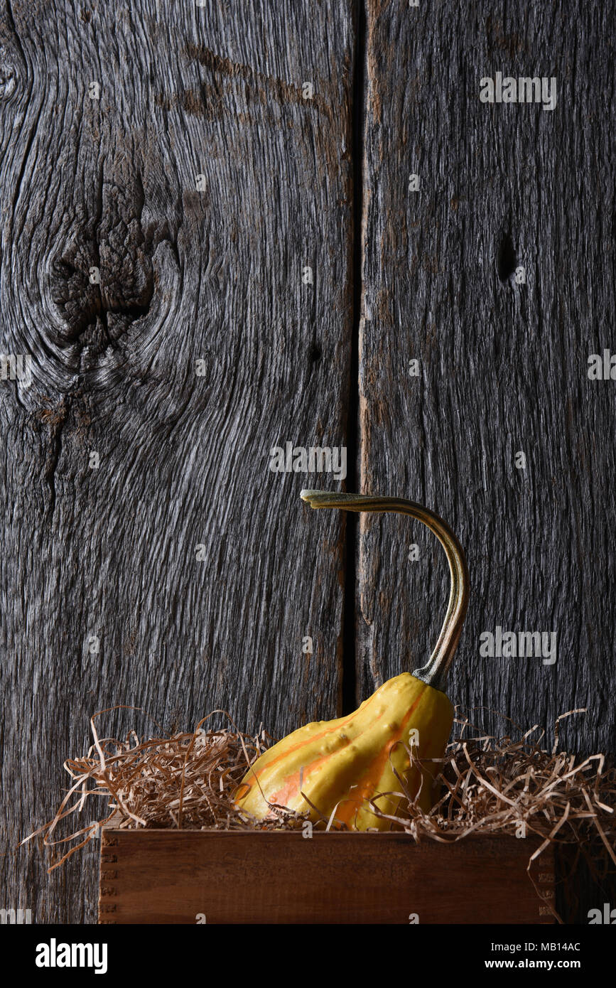 A single decorative gourd in a wood box with packing material, against a rustic wood background with copy space. Stock Photo