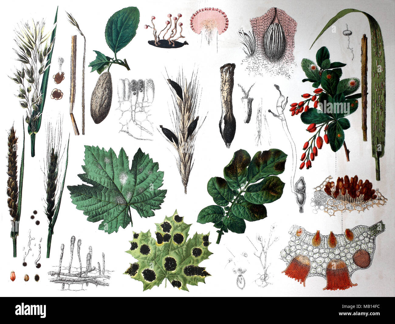 Ãœbersicht Ã¼ber Pflanzenkrankheiten, 1895, Survey of plant diseases, digital improved reproduction of an original print from the year 1895 Stock Photo