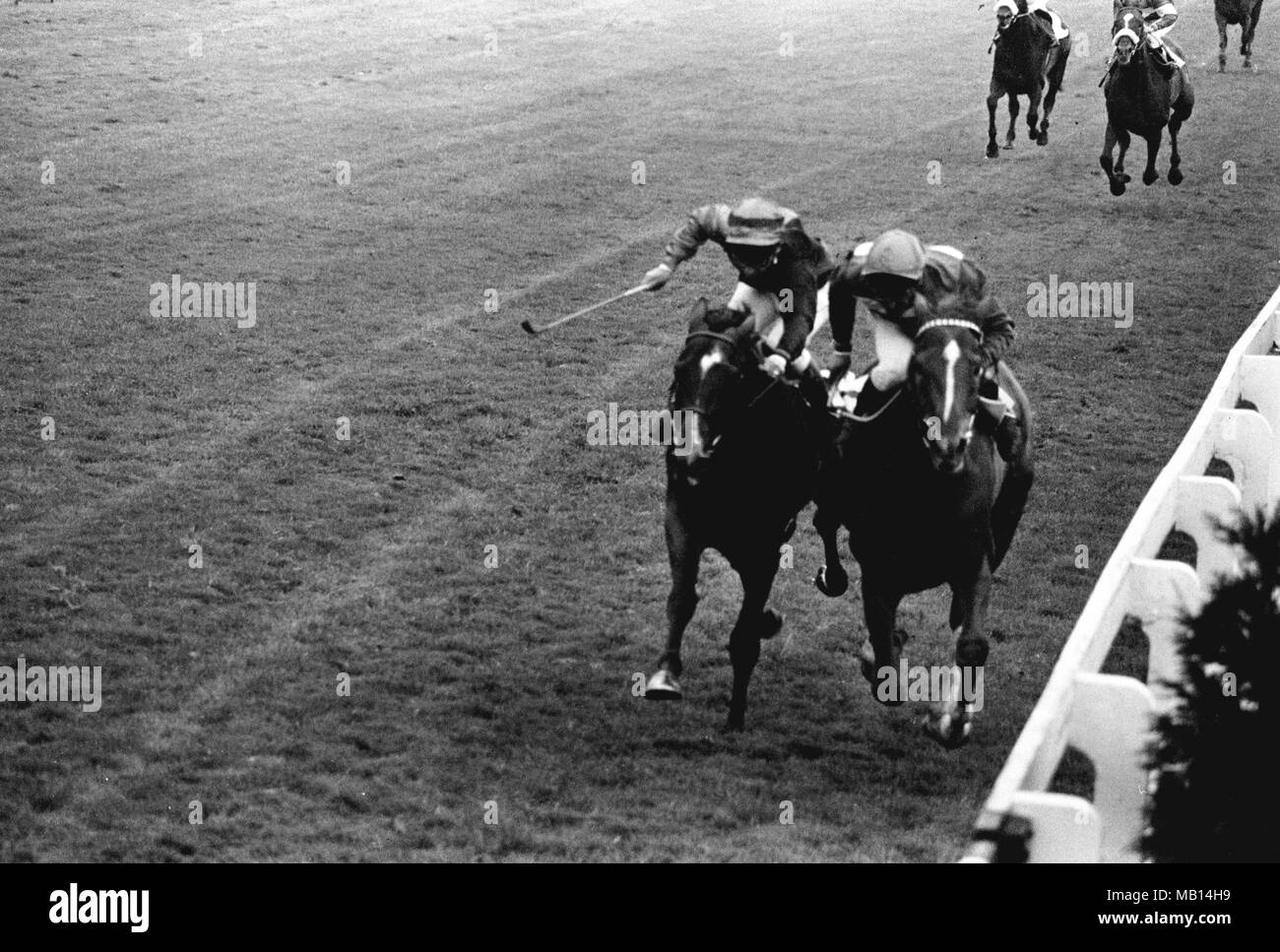 Joe Mercer on Le Moss (r) takes the Doncaster Cup at Doncaster Racecourse from Ardross, C. Roche up. The winning margin was a neck. Stock Photo