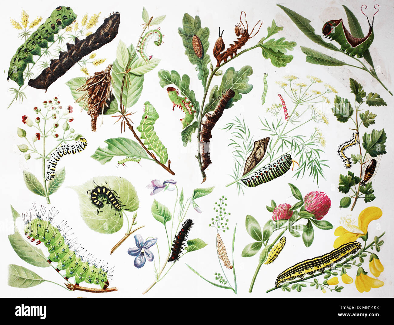 Ãœbersicht Ã¼ber Raupen, 1895, various Caterpillars, the larval stage of members of the order Lepidoptera, insect order comprising butterflies and moths, digital improved reproduction of an original print from the year 1895 Stock Photo