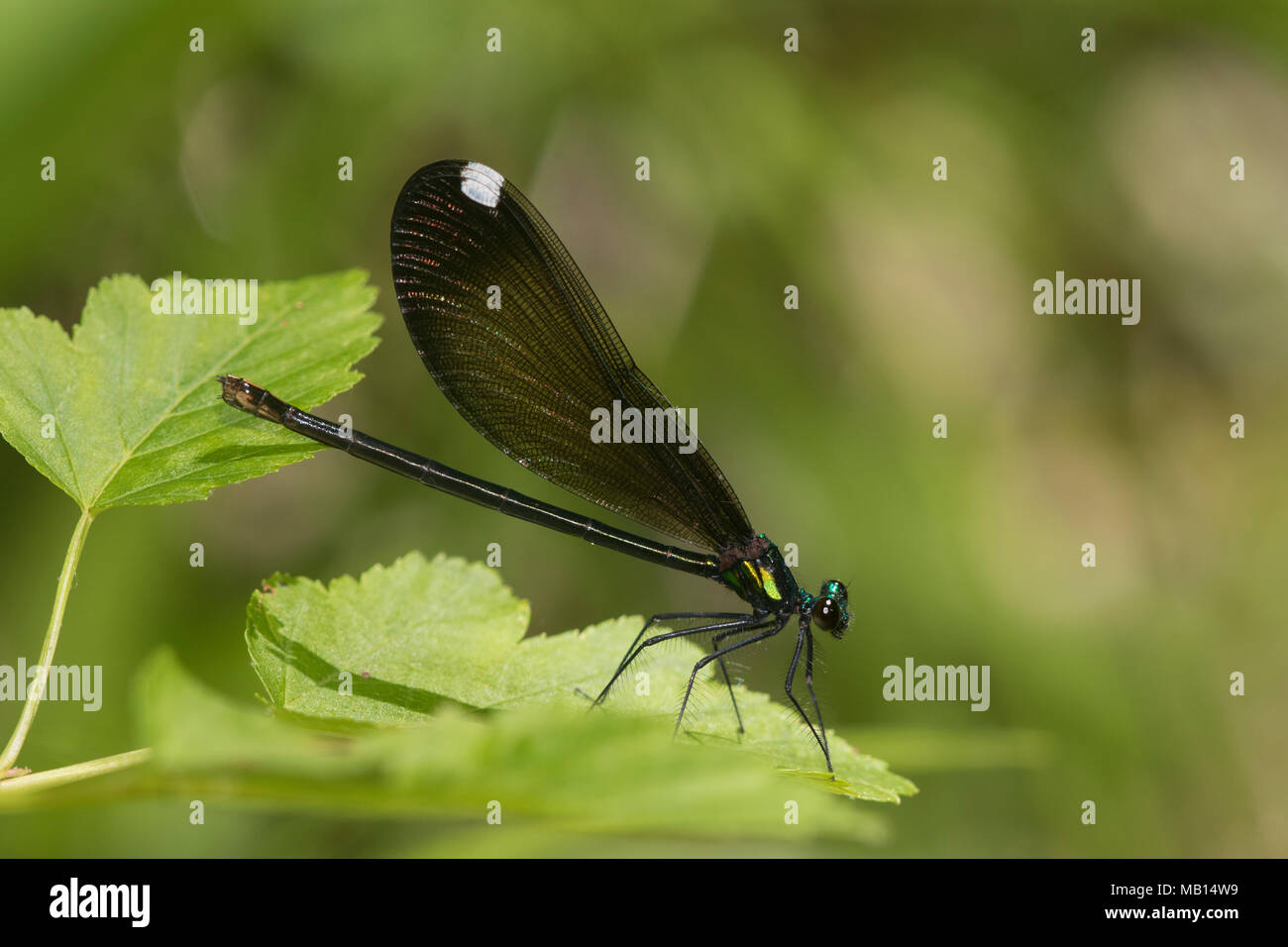 06014-00317 Ebony Jewelwing (Calopteryx maculata) female Washington Co. MO Stock Photo