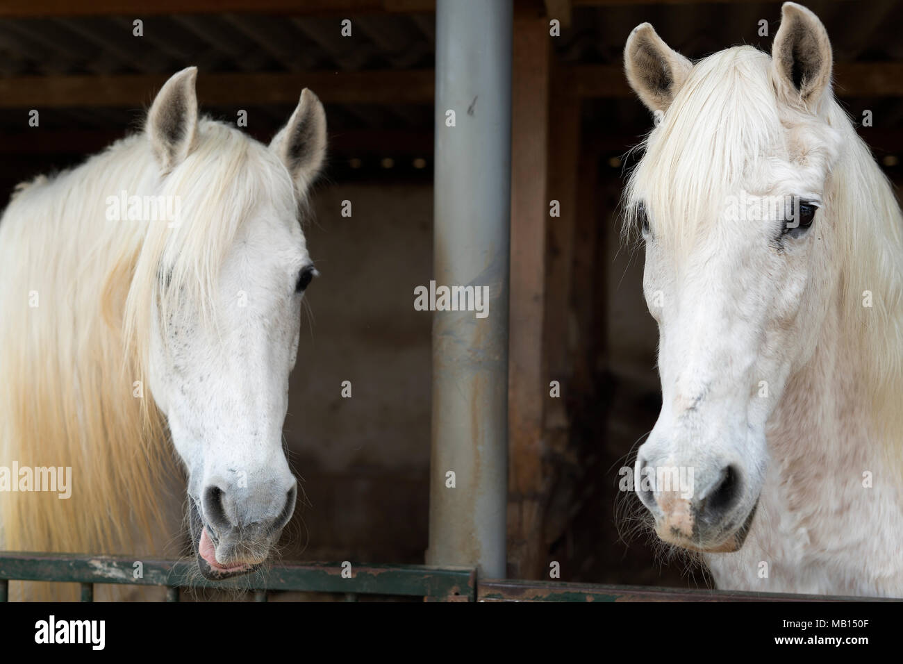 Two horses in a shelter in Rojales, province of Alicante in Spain. Stock Photo