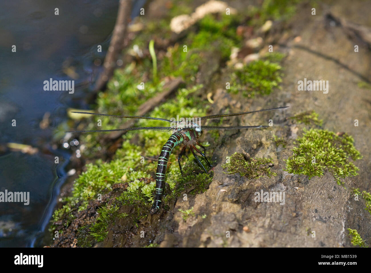 06370-00203 Swamp Darner (Epiaeschna heros) female ovipositing laying eggs on log in water, Marion Co., IL Stock Photo