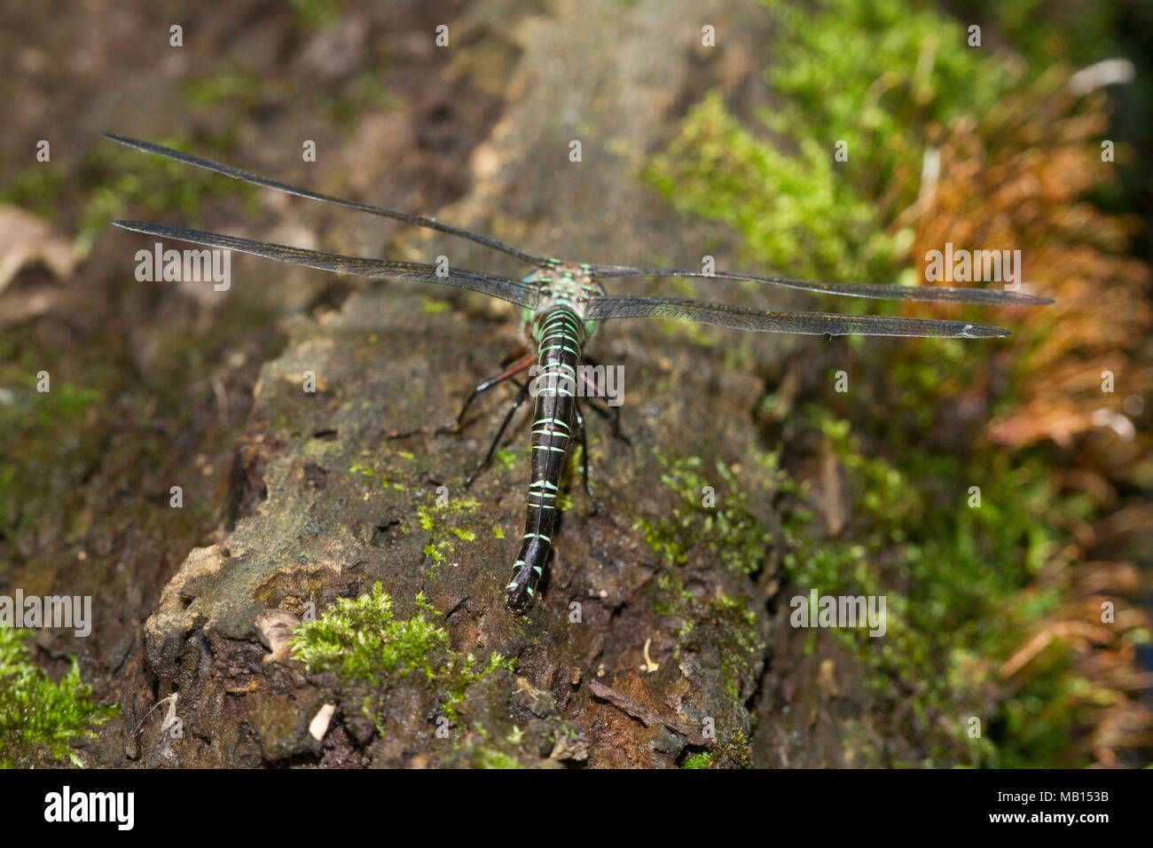 06370-00205 Swamp Darner (Epiaeschna heros) female ovipositing laying eggs on log in water, Marion Co., IL Stock Photo