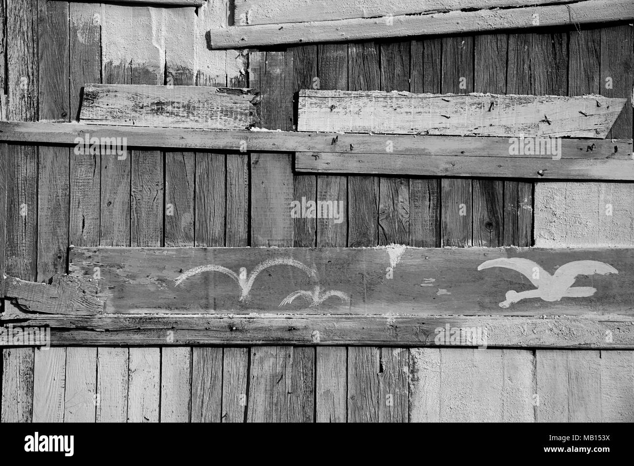 Derelict old hut, Cabanes des Pecheurs, l'Ayrolle, near Gruissan, Aude, Occitanie, France: detail of painted wooden wall.  Black and white version Stock Photo