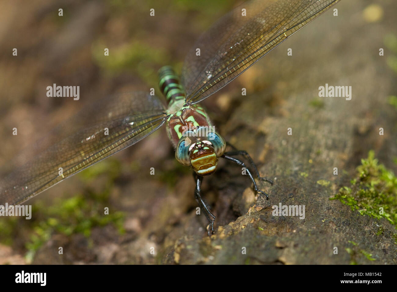 06370-00211 Swamp Darner (Epiaeschna heros) female ovipositing laying eggs on log in water, Marion Co., IL Stock Photo