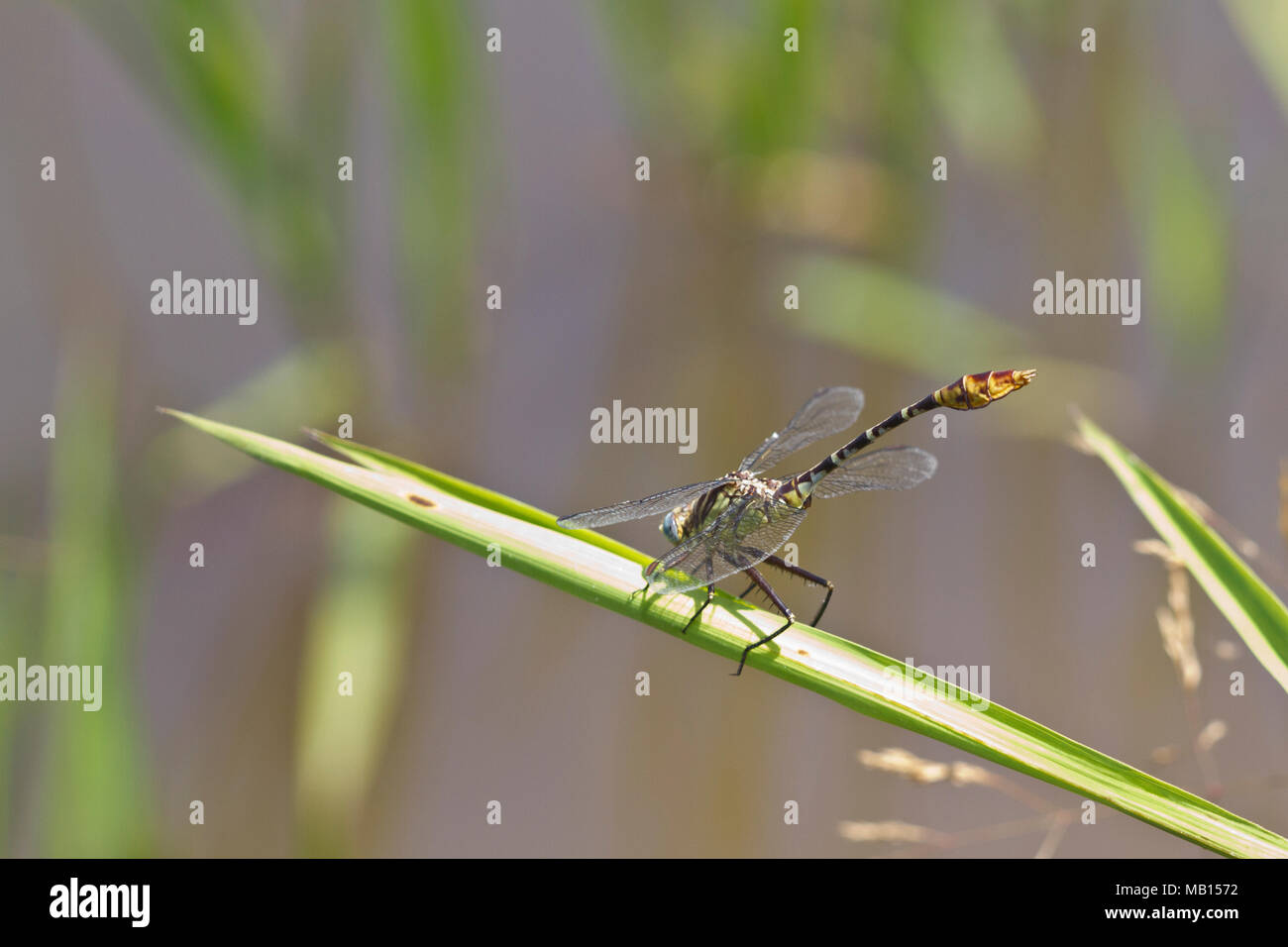 06402-00205 Flag-tailed Spinyleg dragonfly (Dromogomphus spoliatus) male in wetland, Marion Co., IL Stock Photo