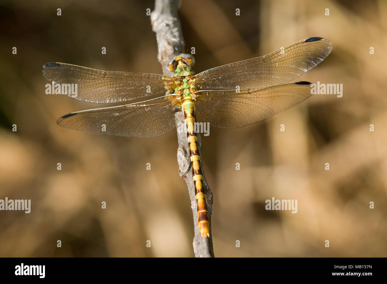 06405-001.07 Eastern Ringtail (Erpetogomphus designatus) female, Embarras River, Jasper Co. IL Stock Photo