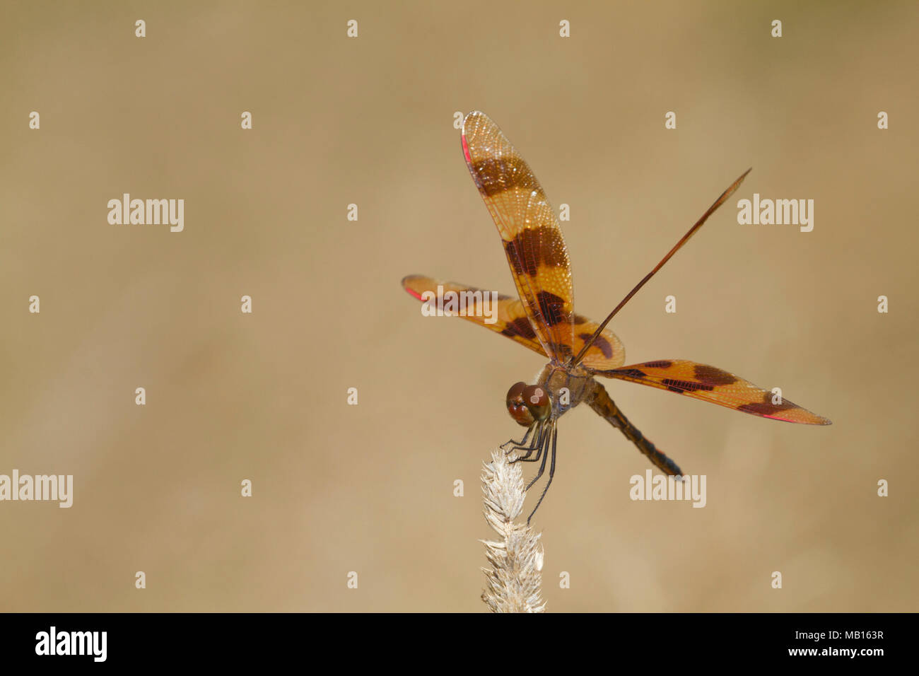 Male halloween pennant dragonfly celithemis eponina near wetland hires