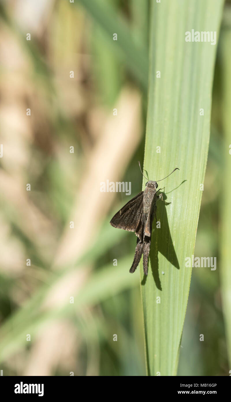 Brown Longtail Skipper (Urbanus procne) perching on a leaf Stock Photo