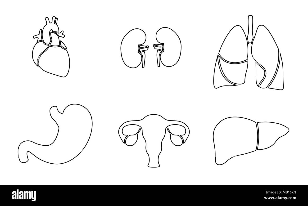 Human organ icon symbol medicine logo set. Heart kidney lungs womb stomach liver innovation medical line art center vector illustration Stock Vector