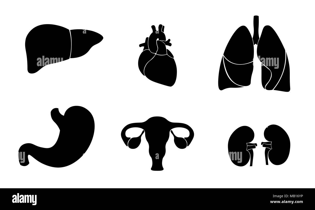 Human organ icon symbol medicine logo set. Heart kidney lungs womb stomach liver innovation medical flat color center vector illustration Stock Vector