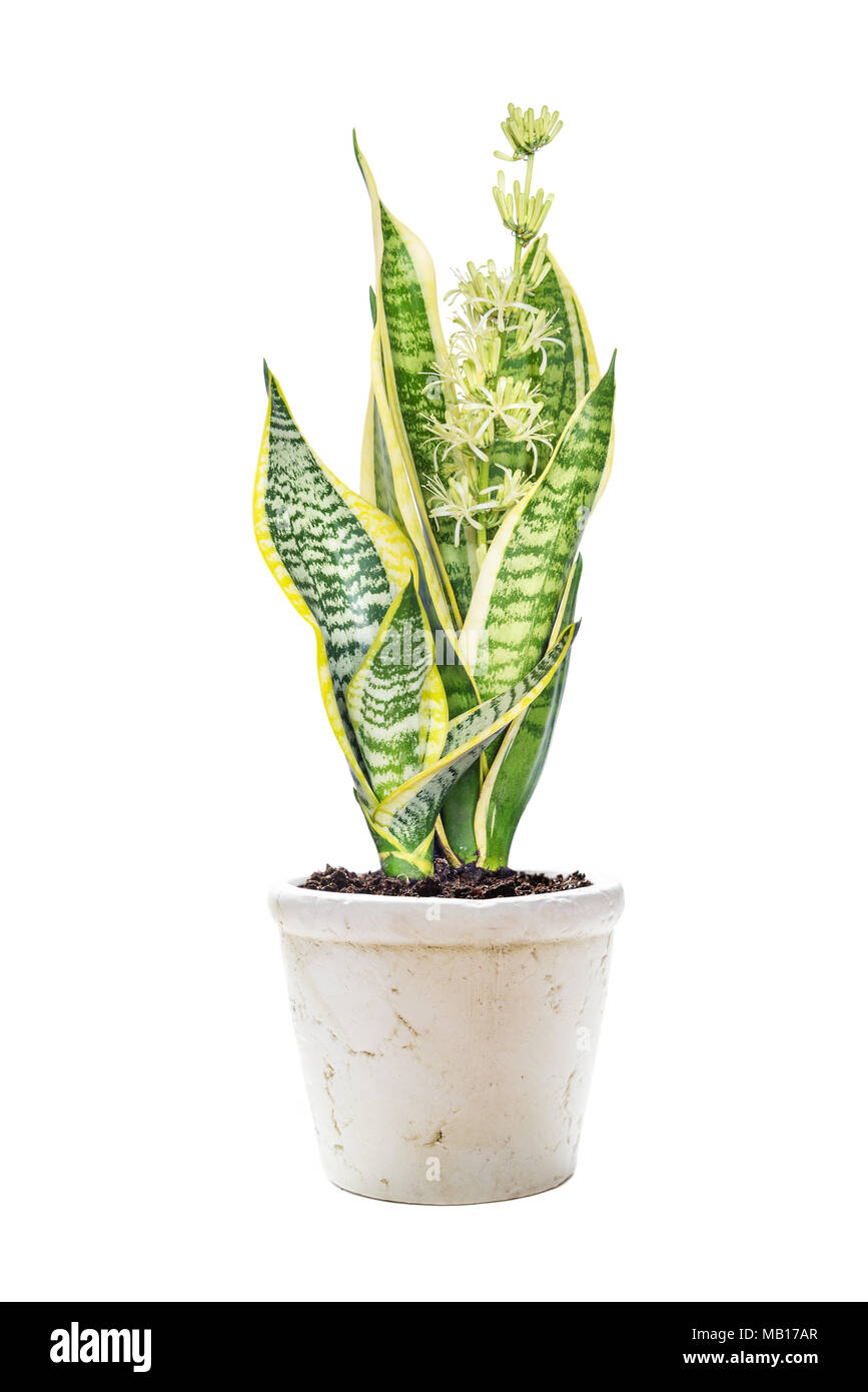 Blooming home flower Sansevieria, covered with drops of nectar, in a ceramic flowerpot, isolated on a white background Stock Photo