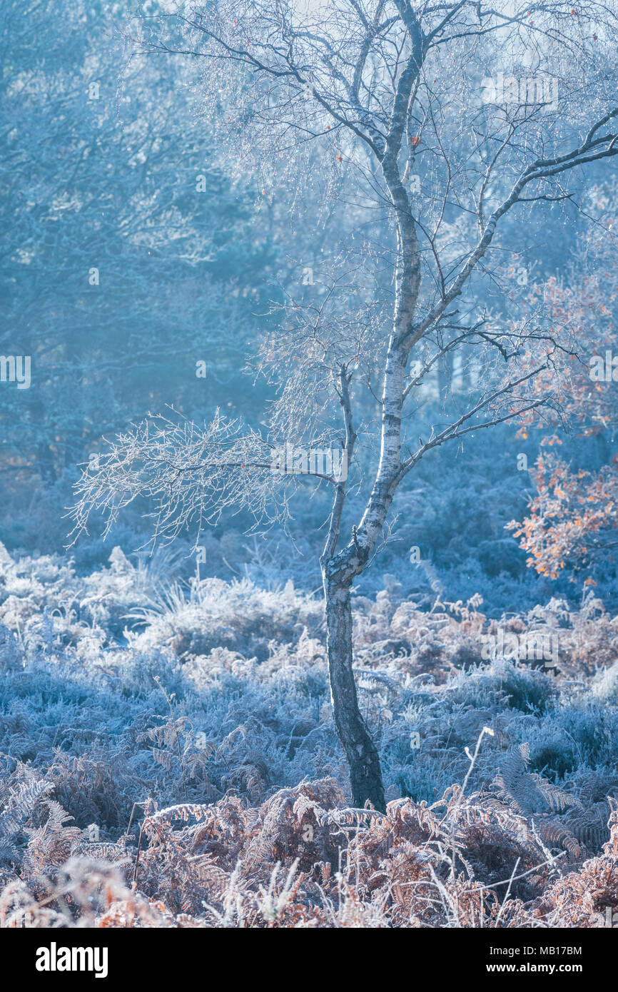 A Silver Birch tree covered in hoar frost on a very cold winter morning Stock Photo