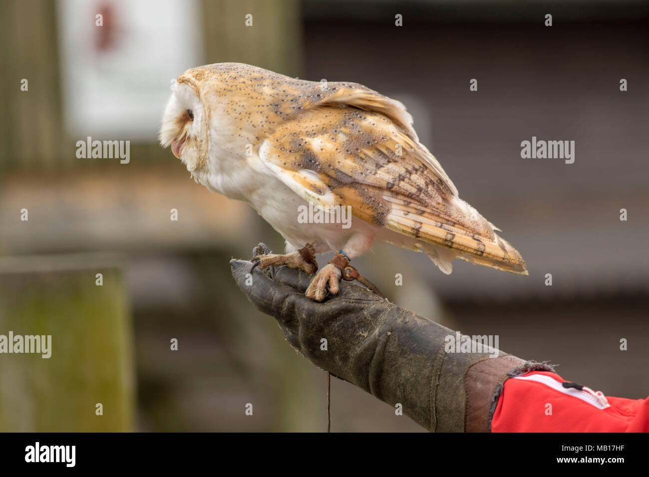 Common Barn owl displaying at Woodhurst (Huntingdon), Cambridgeshire, England, Europe Stock Photo