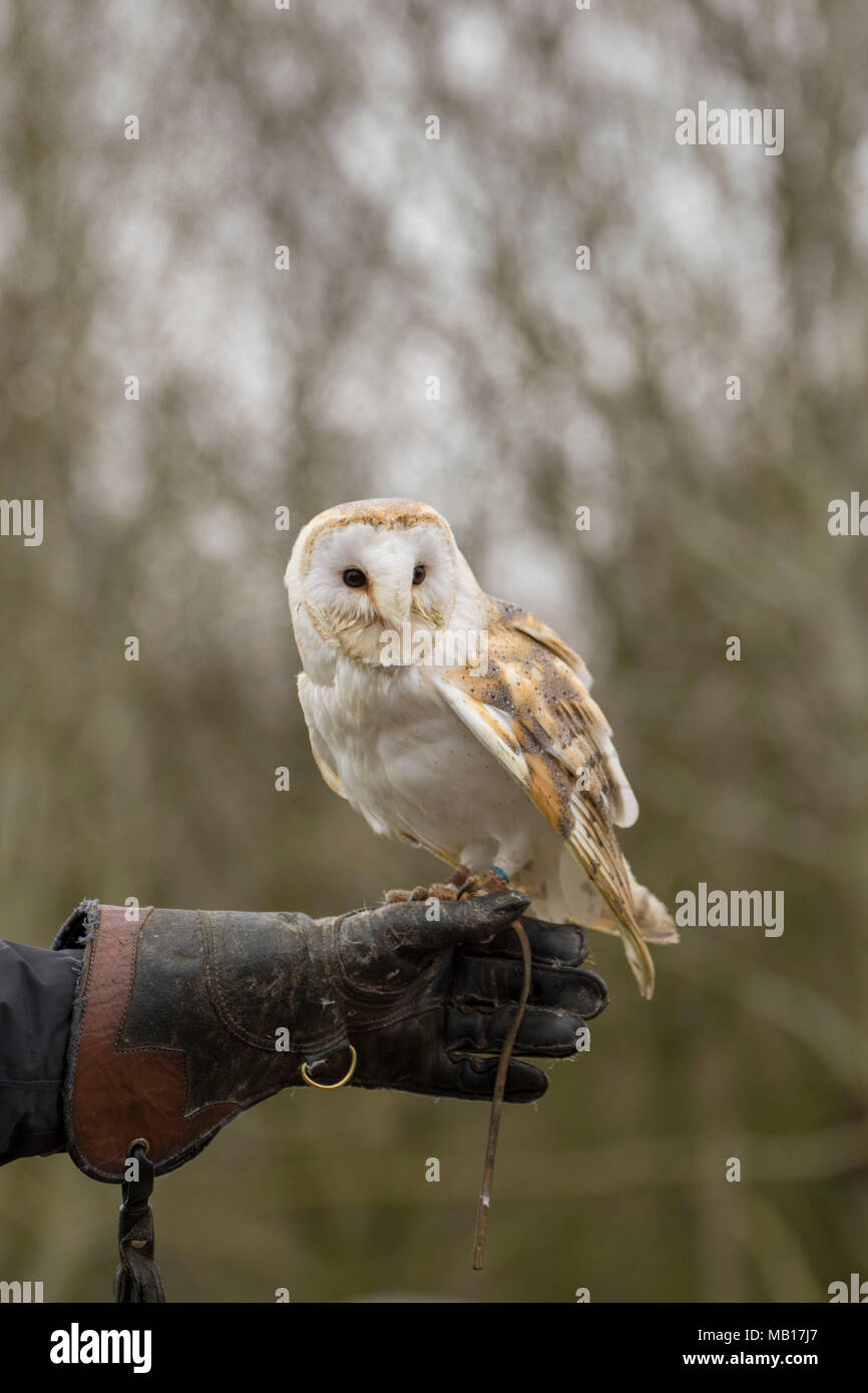 Common Barn owl displaying at Woodhurst (Huntingdon), Cambridgeshire