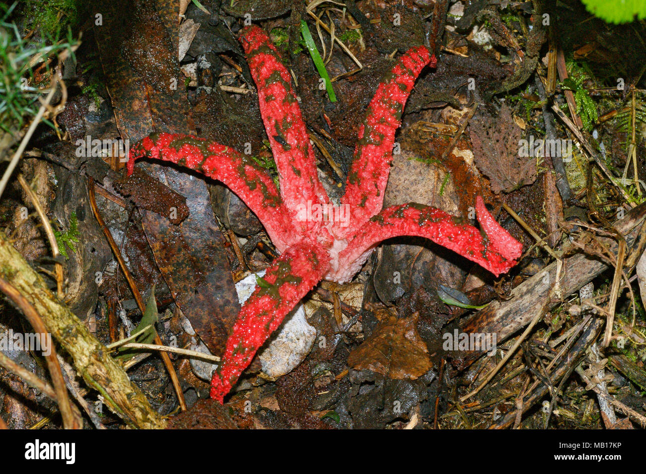 Clathrus archeri, known as octopus stinkhorn, or devil's fingers, is a fungus from Australia that smells like putrid flesh. Picture taken in Spain. Stock Photo