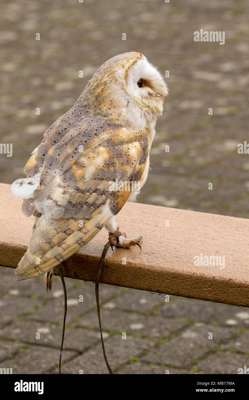 Common Barn owl displaying at Woodhurst (Huntingdon), Cambridgeshire, England, Europe Stock Photo