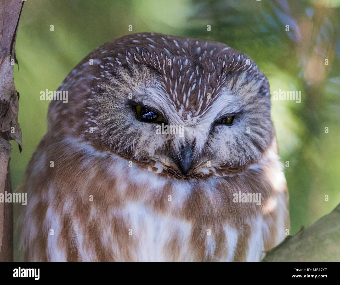 Northern Saw-whet Owl (Aegolius acadicus) Stock Photo