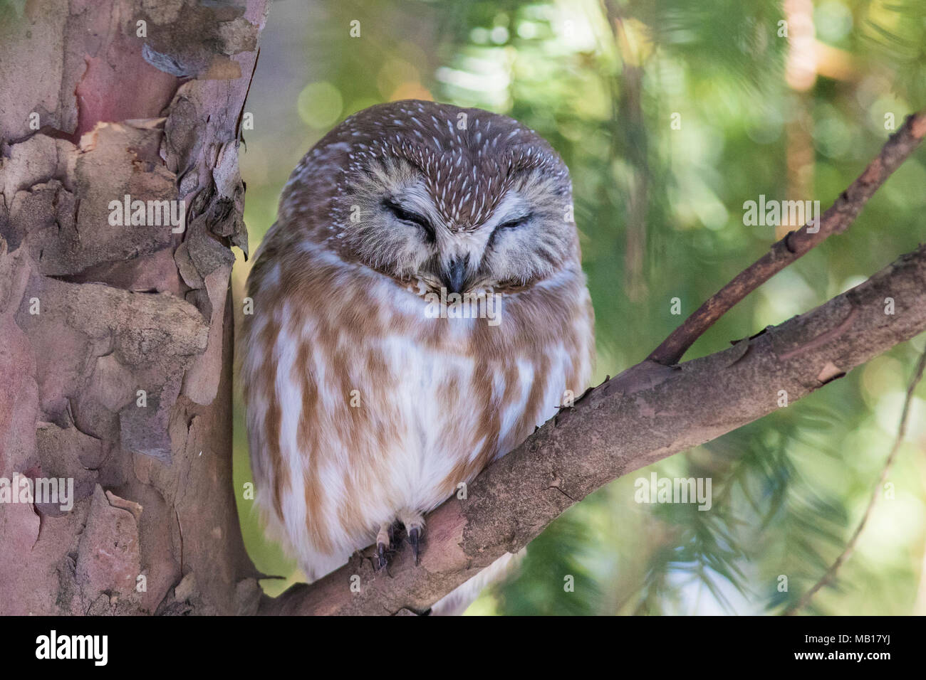Northern Saw-whet Owl (Aegolius acadicus) Stock Photo