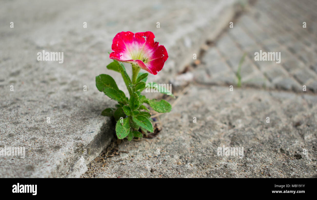 Flower crack pavement hi-res stock photography and images - Alamy