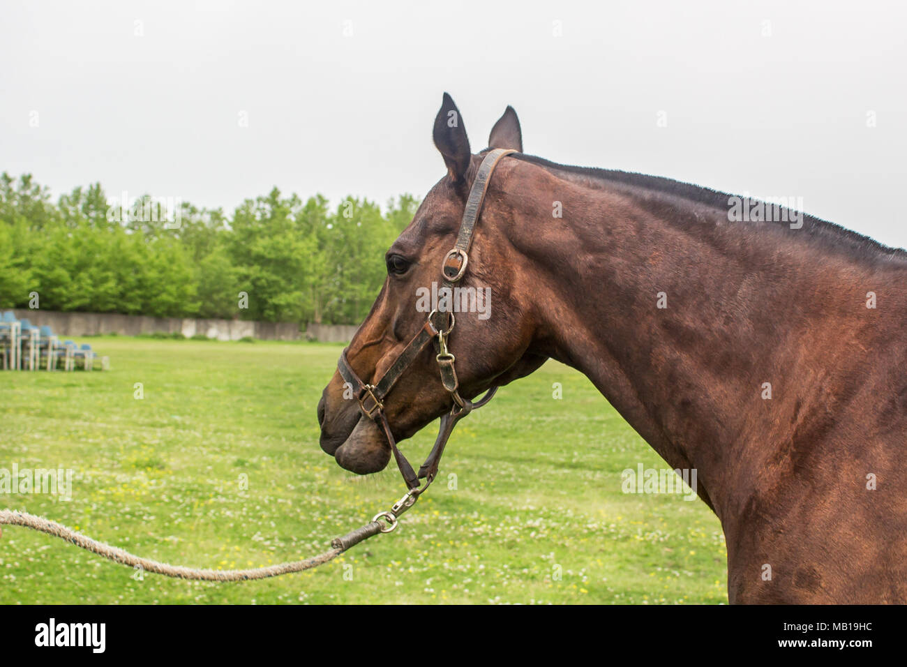 Portrait of beautiful horse with rope halter Stock Photo - Alamy
