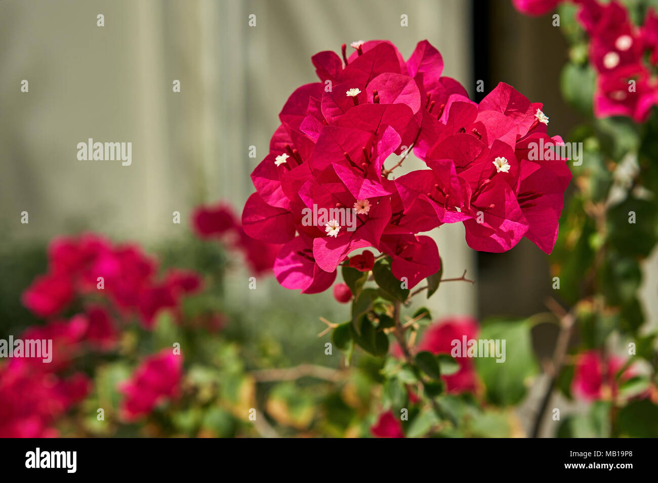 white tropical flower on a background of palm trees Stock Photo - Alamy